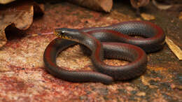 Image of Olive Marsh Snake