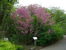 Imagem de Cercis chinensis Bunge