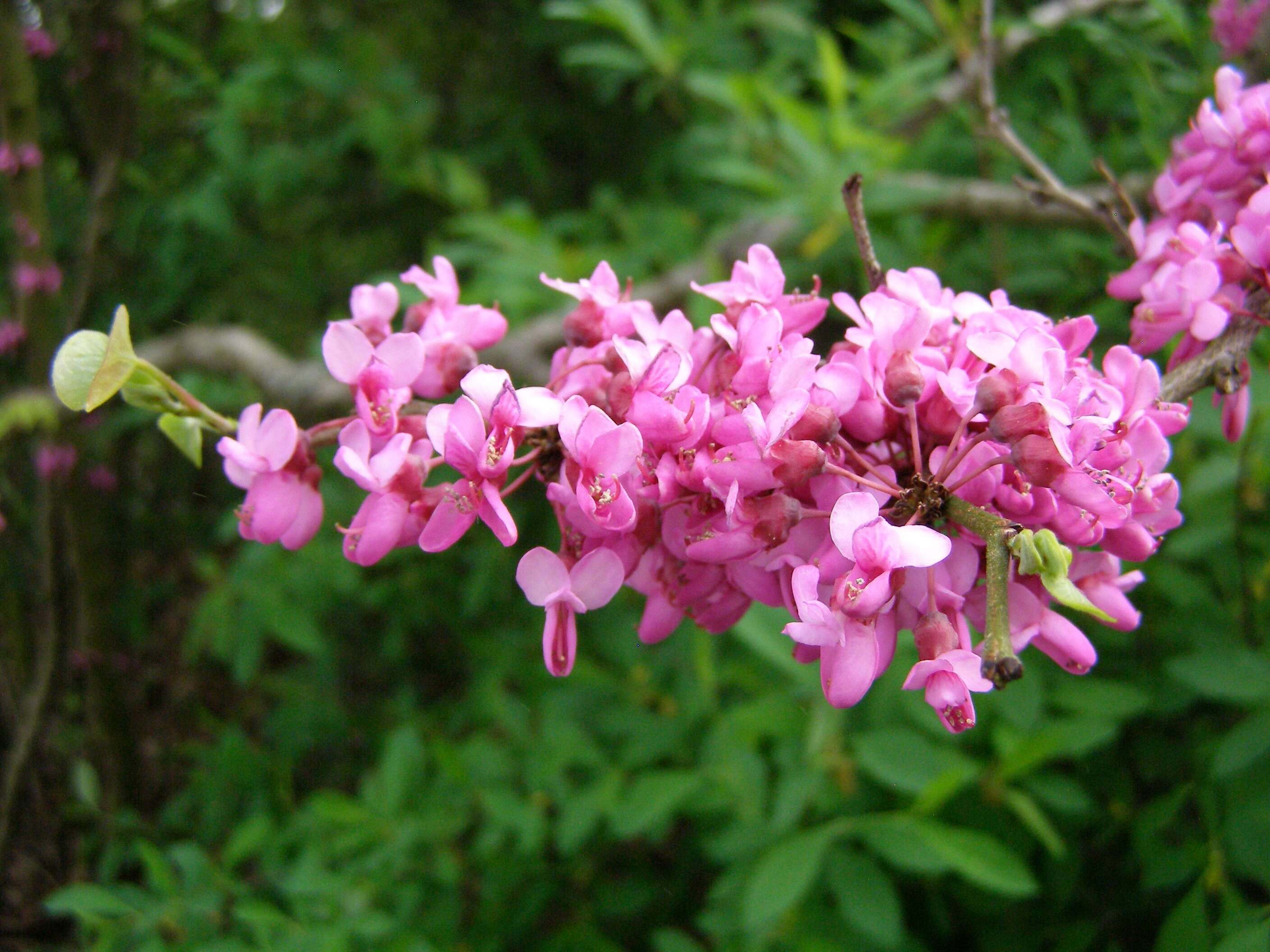 Слика од Cercis chinensis Bunge