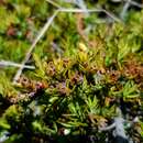 Image of Dracophyllum pronum W. R. B. Oliver