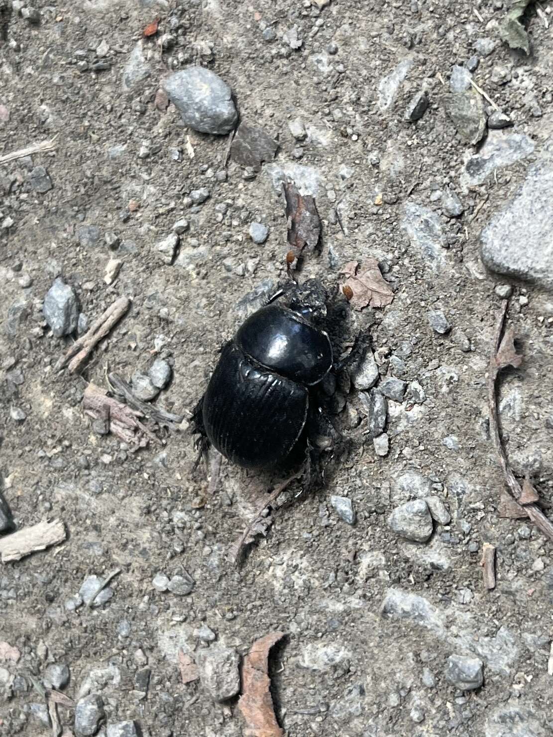 Image of Phelotrupes (Eogeotrupes) formosanus (Miwa 1930)