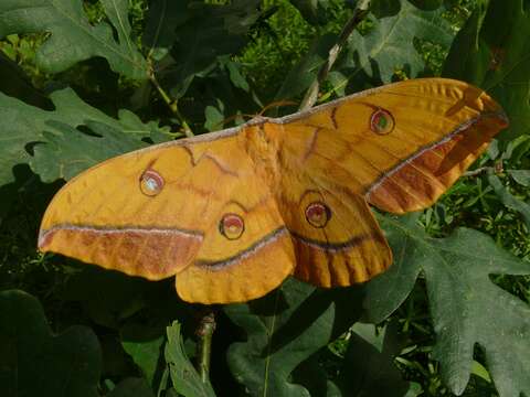 Image of Antheraea yamamai (Guérin-Méneville 1861)