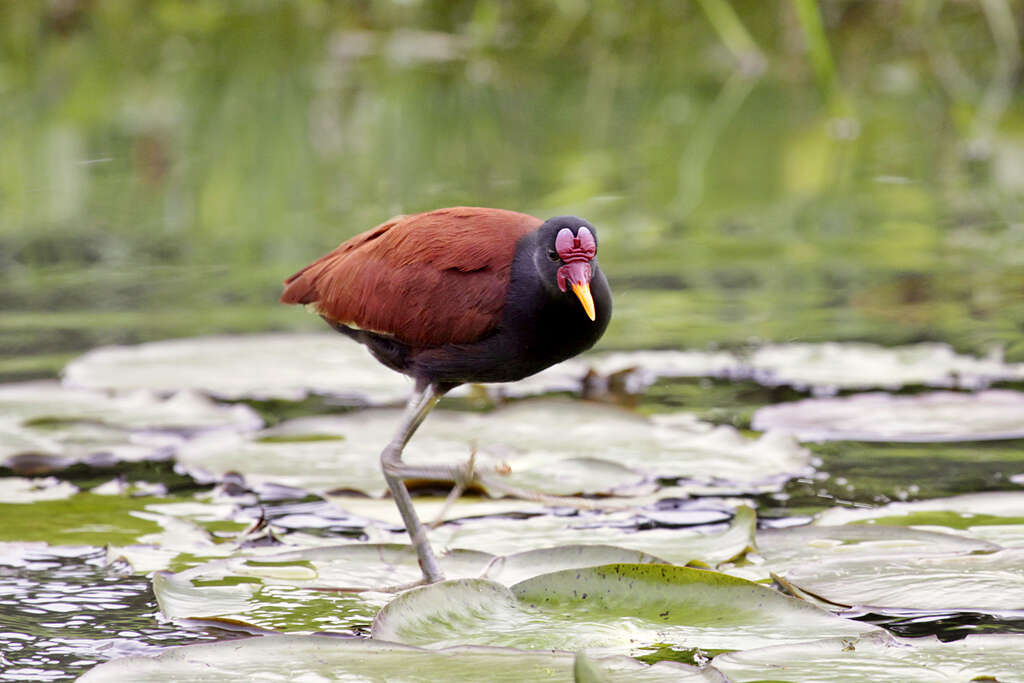 Image of Wattled Jacana