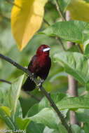 Image of Silver-beaked Tanager