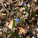 Image de Scilla siberica subsp. armena (Grossh.) Mordak