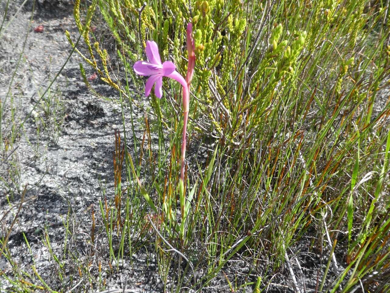 Слика од Watsonia coccinea (Herb. ex Baker) Baker