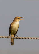 Image of Clamorous Reed Warbler