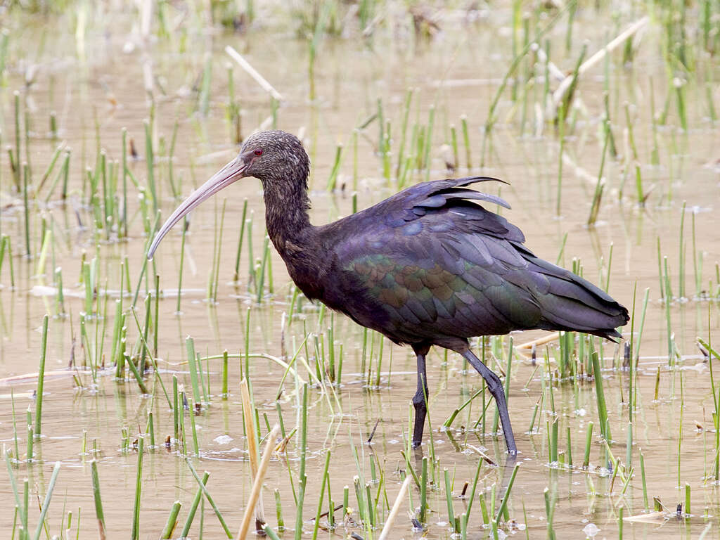 Image de Ibis de Ridgway