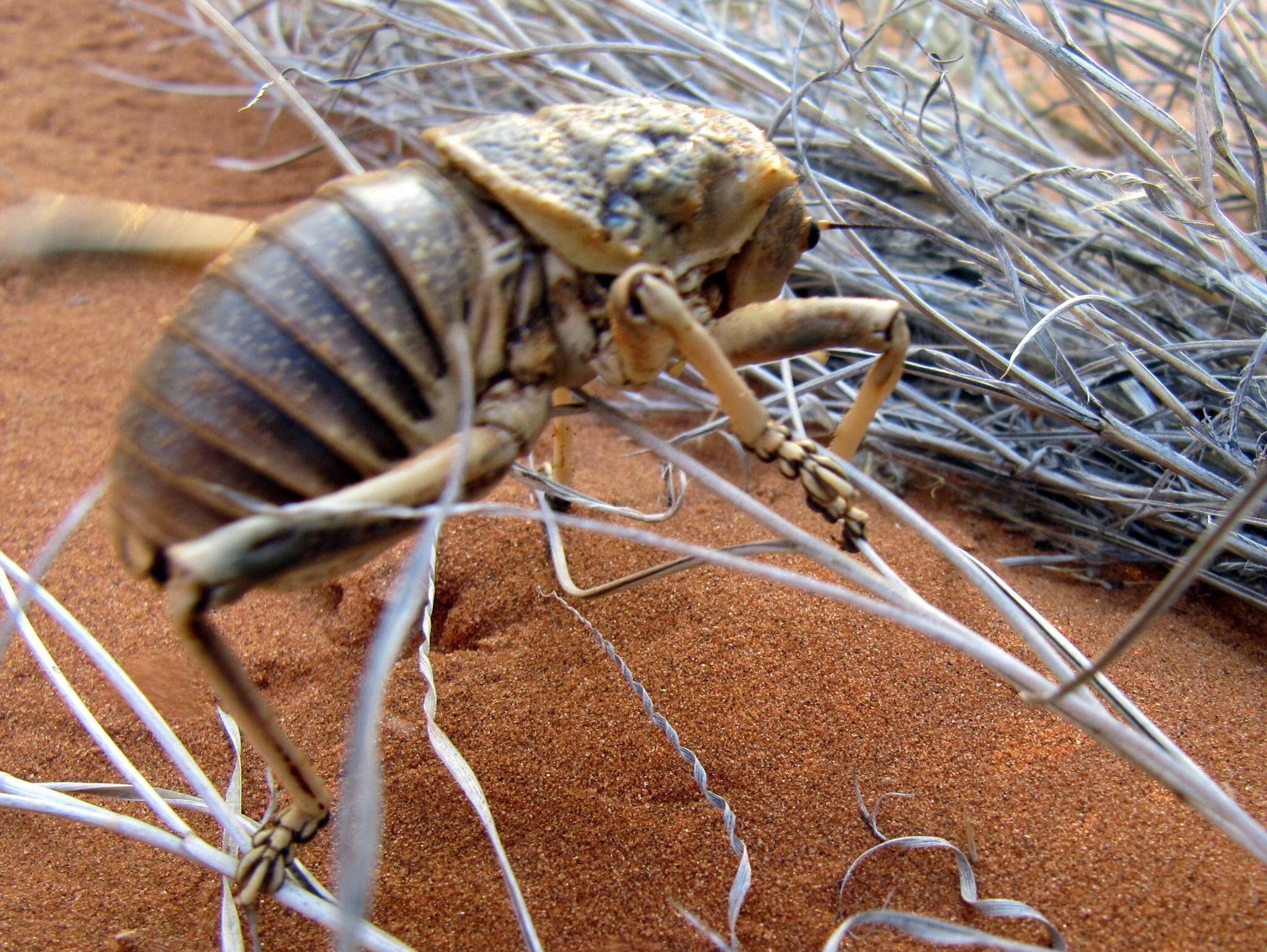 Imagem de Acanthoproctus diadematus (Stål 1858)