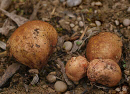 صورة Rhizopogon roseolus (Corda) Th. Fr. 1909