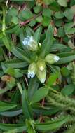 Image de Gentiana davidii var. formosana (Hayata) T. N. Ho