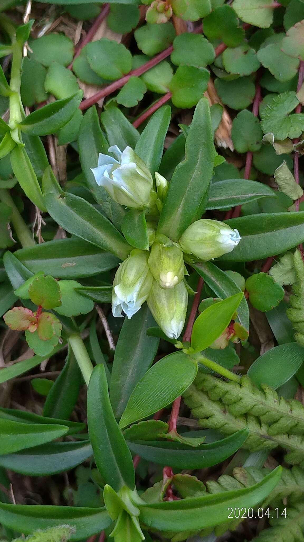 Image de Gentiana davidii var. formosana (Hayata) T. N. Ho