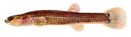 Image of Forbesichthys