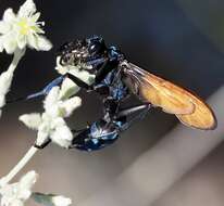 Image of Pepsis basifusca Lucas 1895