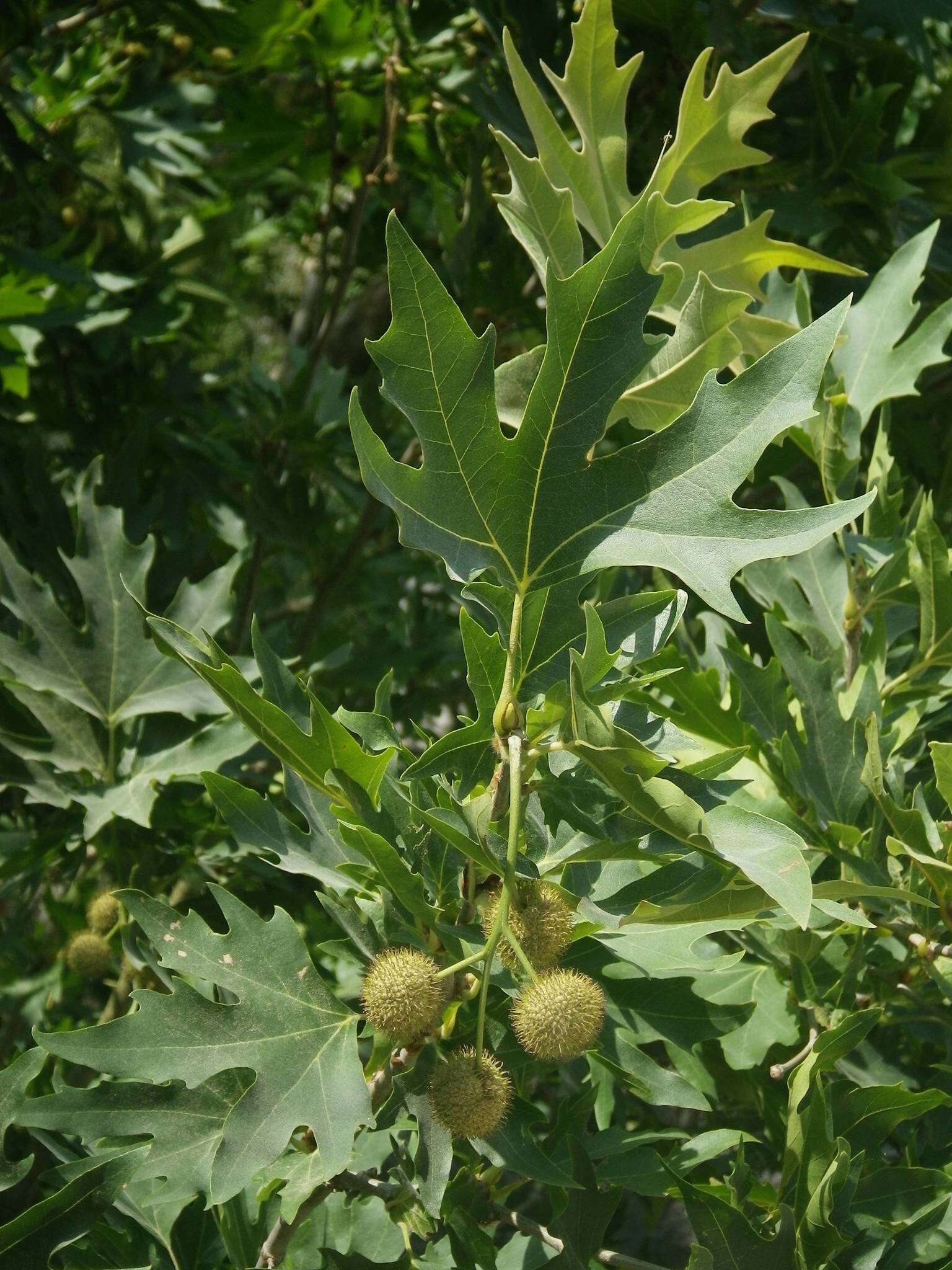 Plancia ëd Platanus orientalis L.