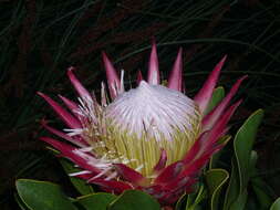 Imagem de Protea cynaroides (L.) L.