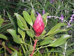 Imagem de Protea cynaroides (L.) L.