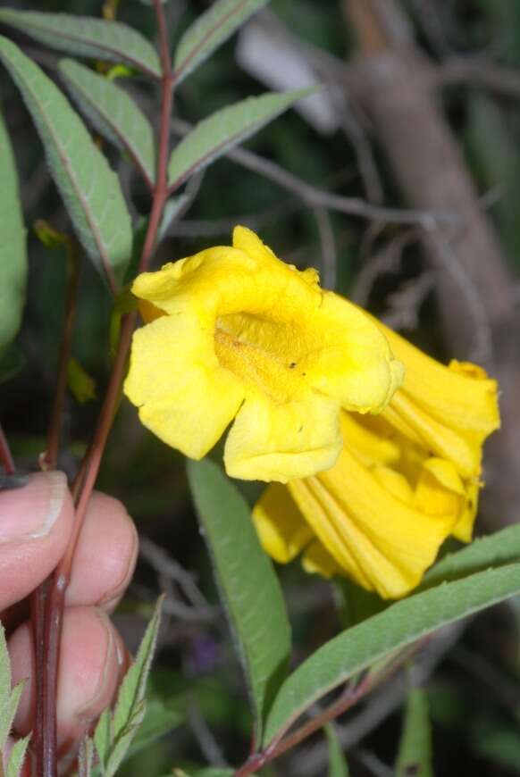 Image of Yellow bells