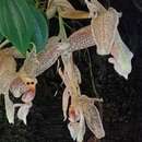 Image of Stanhopea oculata (Lodd.) Lindl.