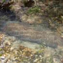 Image of Slipper coral