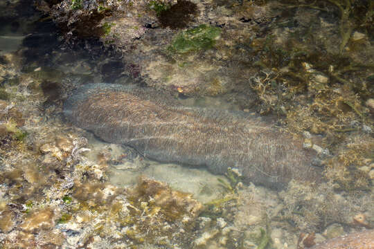 Image of Slipper coral