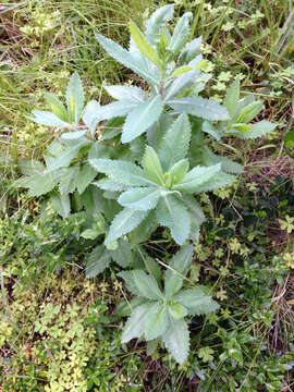 Image of Senecio odoratus Hornem.