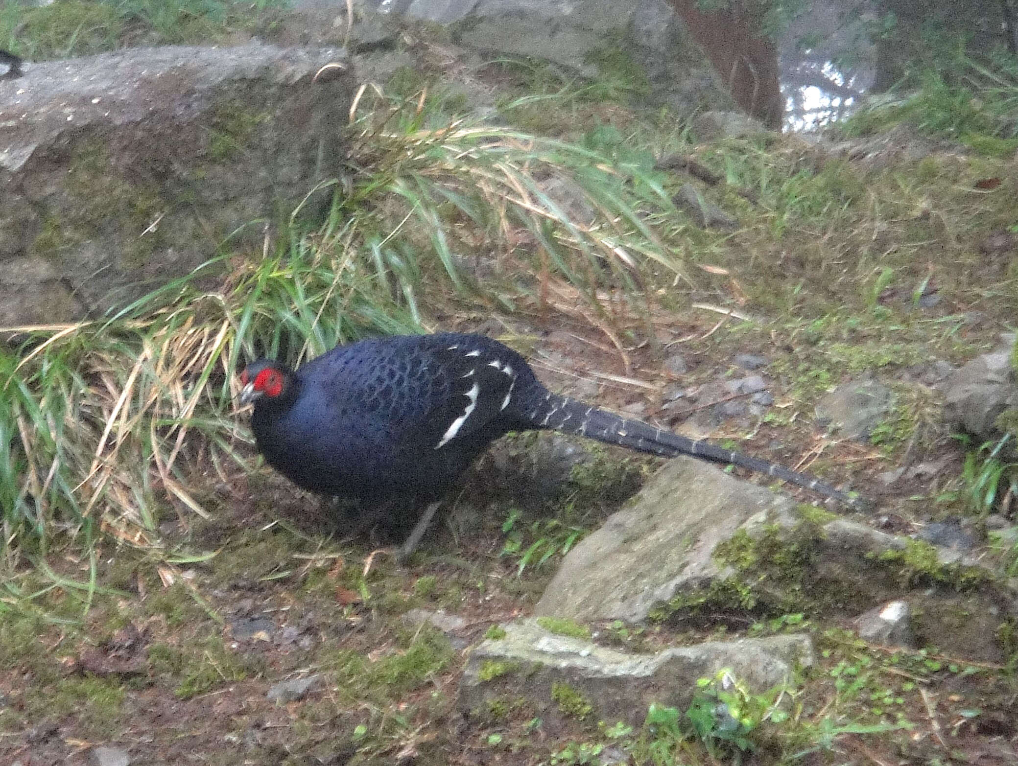 Image of Mikado Pheasant