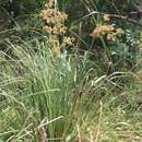 Sivun Cyperus vorsteri K. L. Wilson kuva