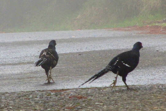 Image of Mikado Pheasant