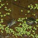 Image of Daruma Pond Frog (rana Porosa Brevipoda)