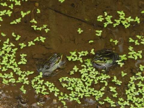 Image de Pelophylax porosus (Cope 1868)