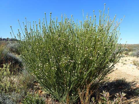 Image of Leucadendron dubium H. Buek ex Meissn.