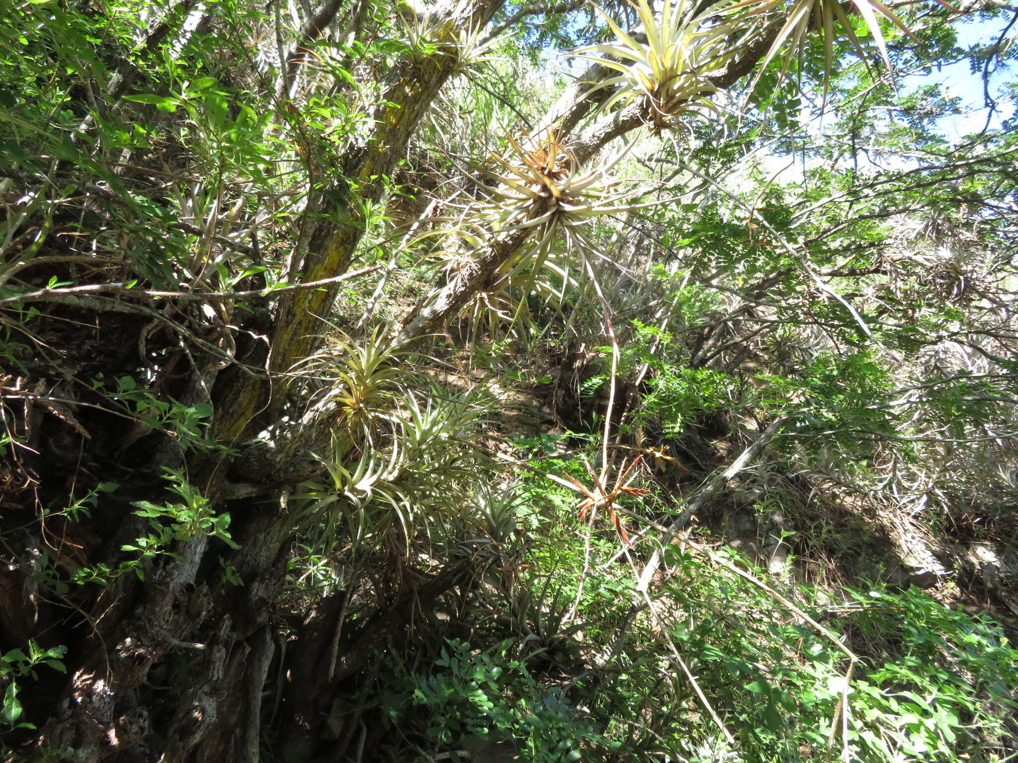 Tillandsia latifolia var. divaricata (Benth.) Mez resmi