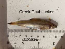 Image of Western creek chubsucker