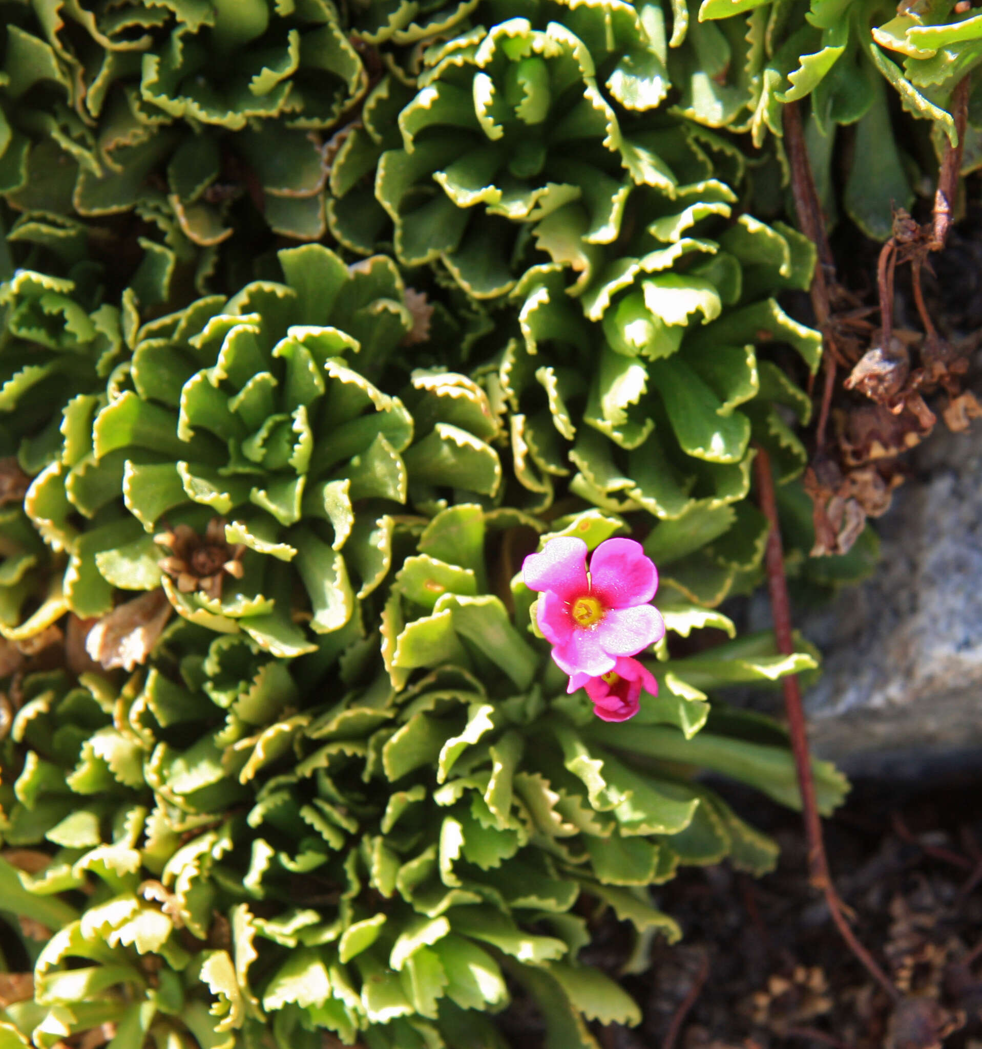 Слика од Primula suffrutescens A. Gray