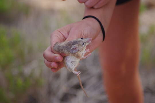 Image of Arabian Spiny Mouse