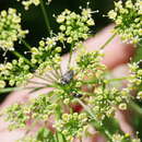 Image of Pea weevil