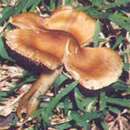 Plancia ëd Inocybe aeruginascens Babos 1970