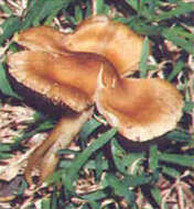 Image of Inocybe aeruginascens Babos 1970