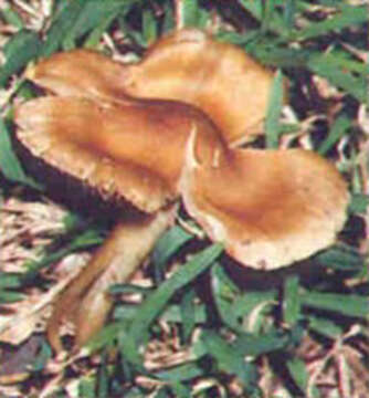 Plancia ëd Inocybe aeruginascens Babos 1970