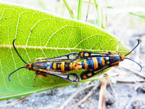 Image of Chamaesphecia masariformis Ochsenheimer 1808