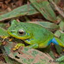 Image of Raorchestes indigo Vijayakumar, Dinesh, Prabhu & Shanker 2014