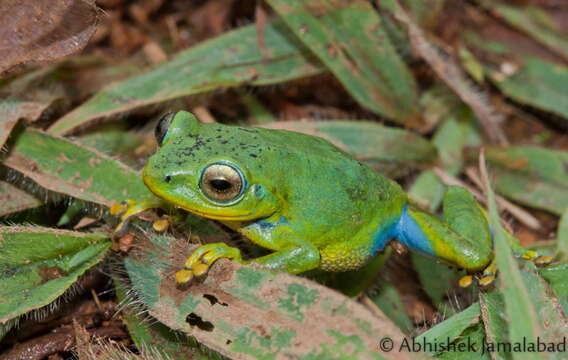 Image of Raorchestes indigo Vijayakumar, Dinesh, Prabhu & Shanker 2014