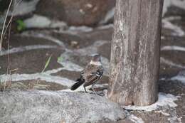 Image of Galapagos Mockingbird