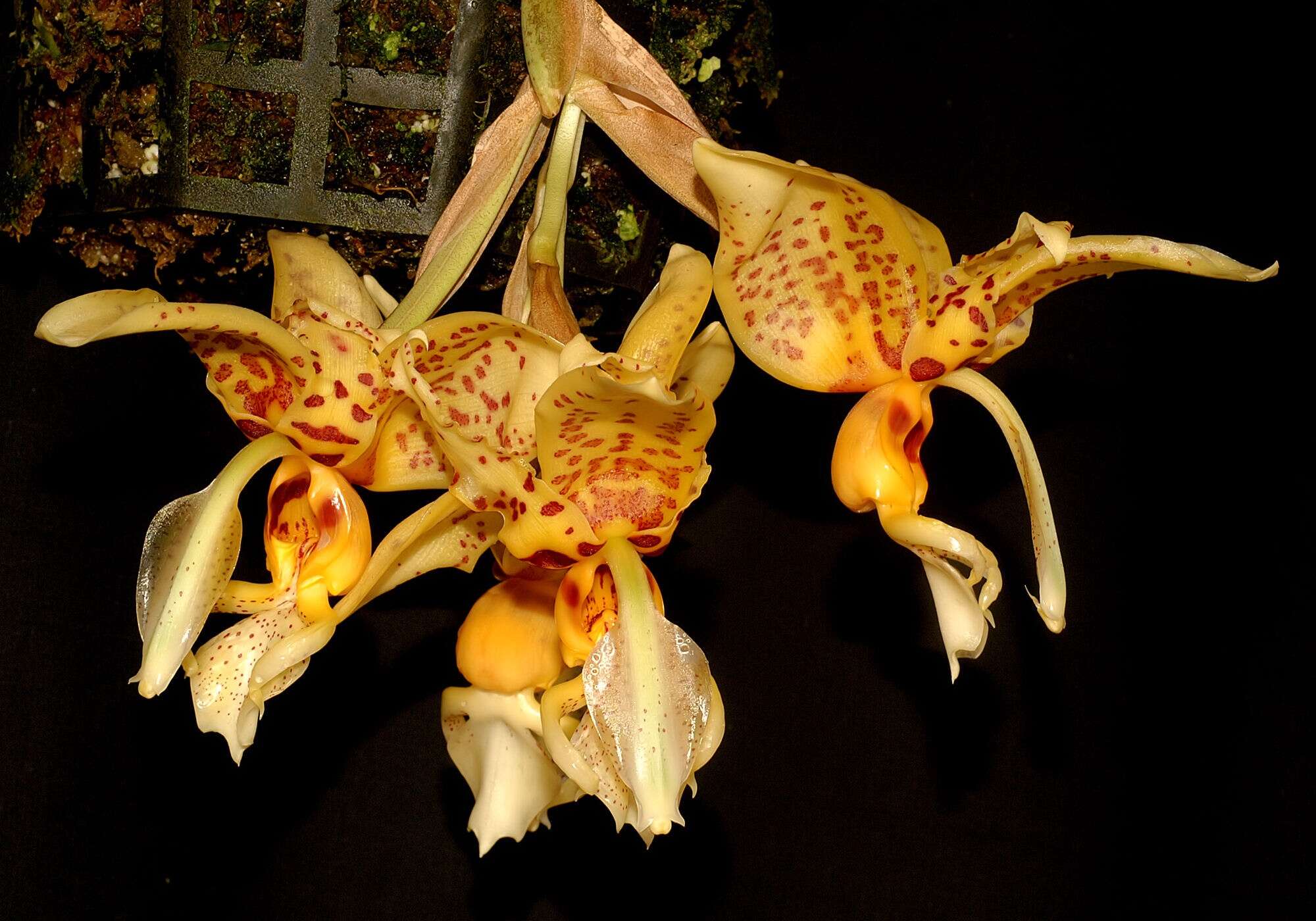 Image of Stanhopea shuttleworthii Rchb. fil.