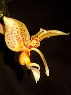 Image of Stanhopea shuttleworthii Rchb. fil.