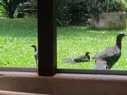 Image of Dusky-legged Guan