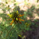 Image of Dalea foliolosa var. citrina (Rydb.) Barneby