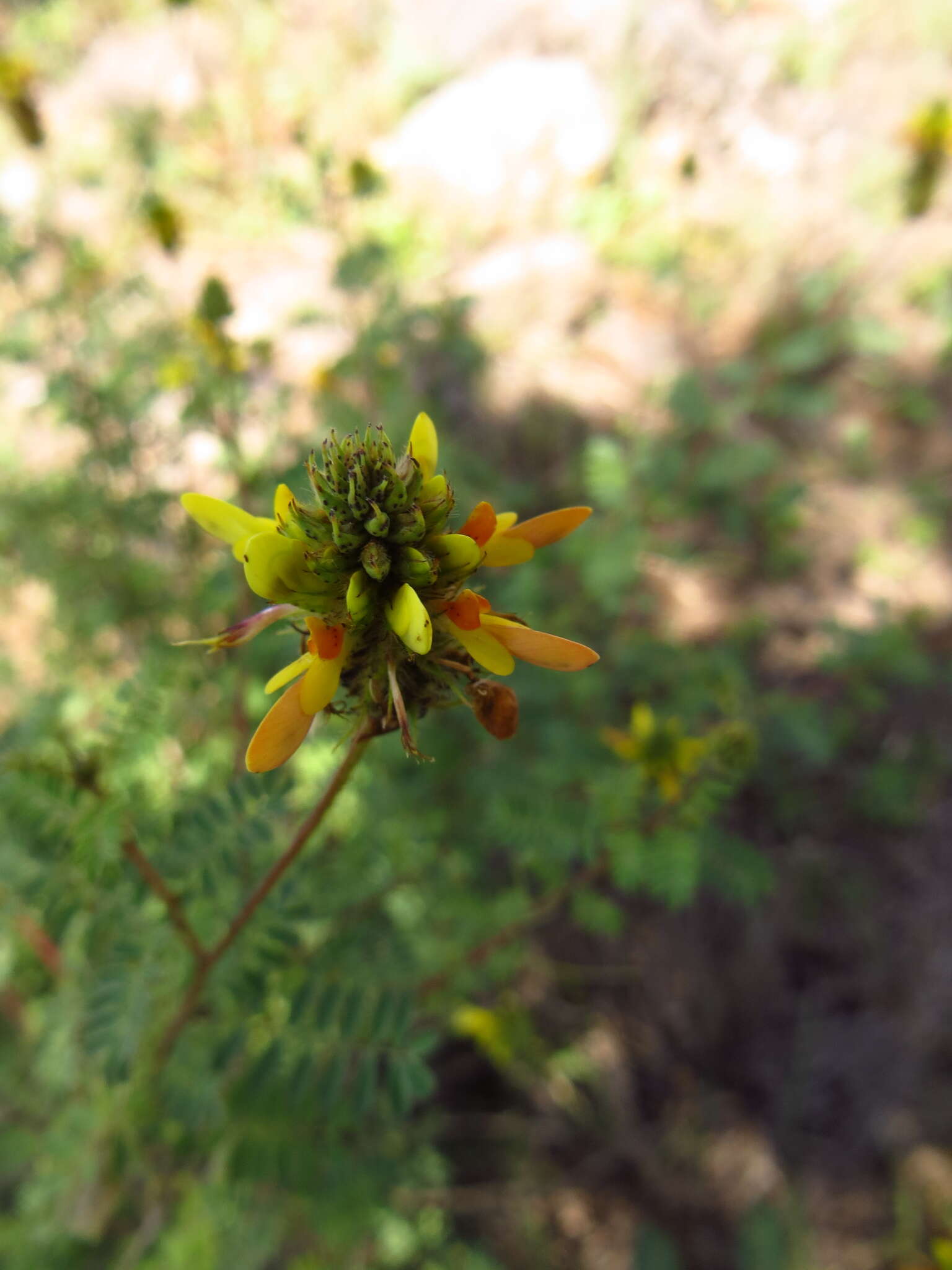 Image of Dalea foliolosa var. citrina (Rydb.) Barneby