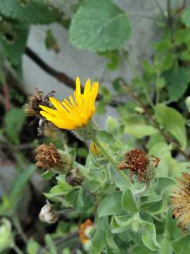 Image of Heterotheca mucronata V. L. Harms ex B. L. Turner